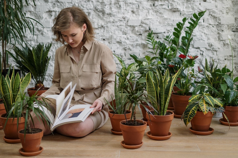 Les plantes sont de joyeuses amies pour les personnes vivant seules -  Vision Times