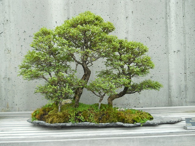 Chanceux Feng Shui fruit plante bonsaï feuille d'or kaki arbre