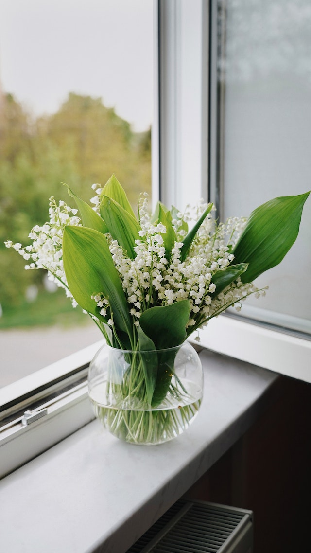 C’est le temps du muguet : cette plante porte-bonheur qui ouvre le joli