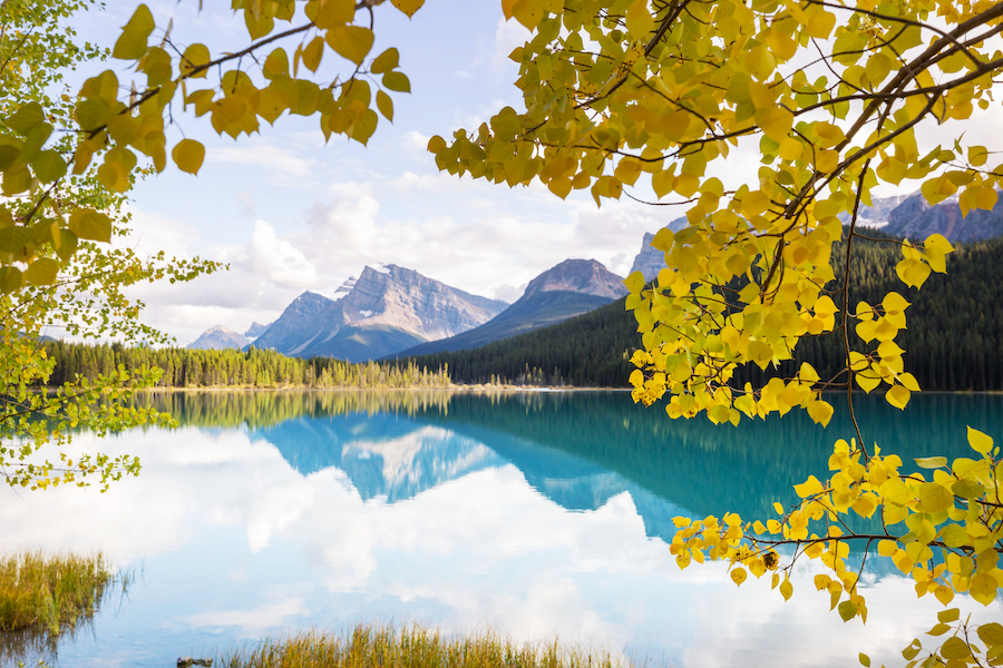 Comment les arbres et les plantes agissent comme des climatiseurs naturels