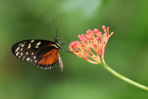 Une histoire de compassion : perdre du bois pour sauver un papillon
