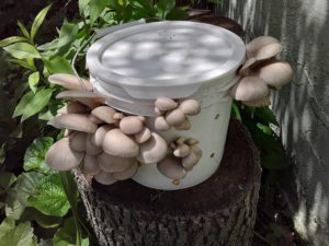 Myciculture : comment cultiver de délicieux champignons dans un seau