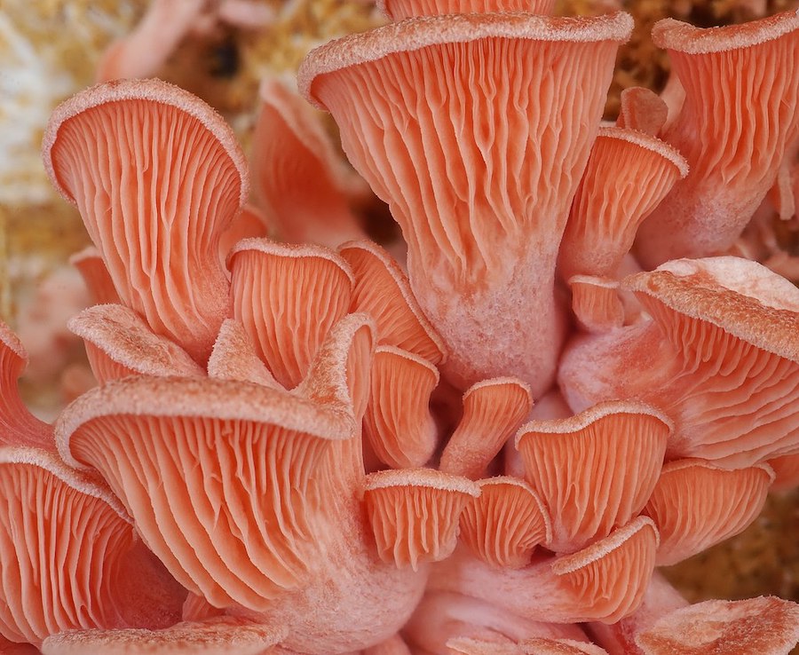 Myciculture : comment cultiver de délicieux champignons dans un seau 