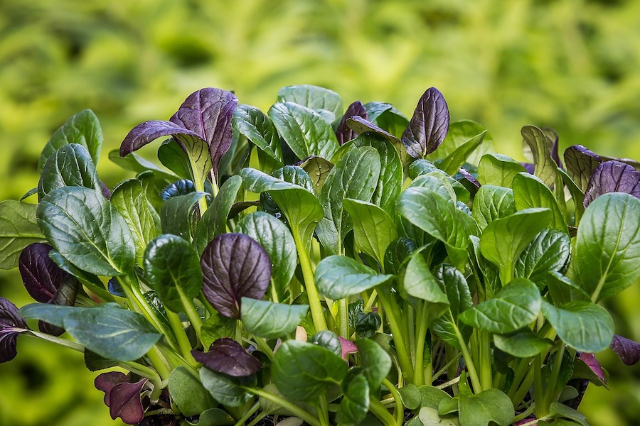 Quatre aliments sains pour aider à contrôler la glycémie