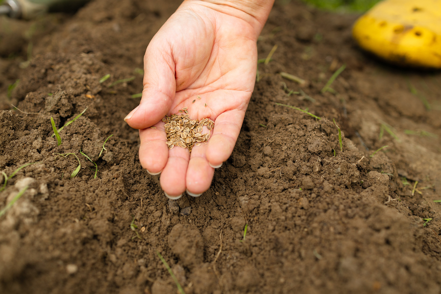 L’association Ressources permet de cultiver un jardin autonome 
