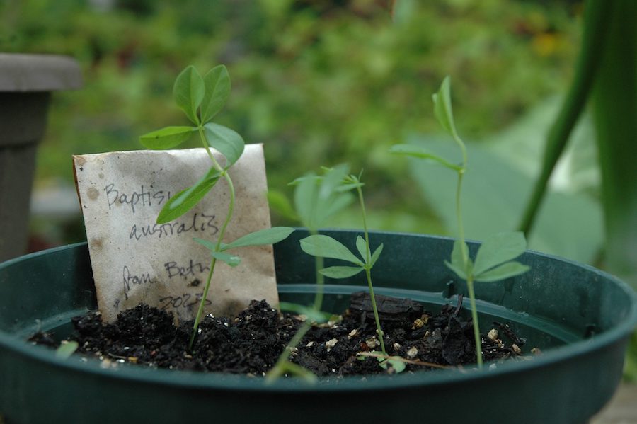 Pour des remèdes traditionnels puissants : connaître et cultiver les herbes médicinales : l’indigo