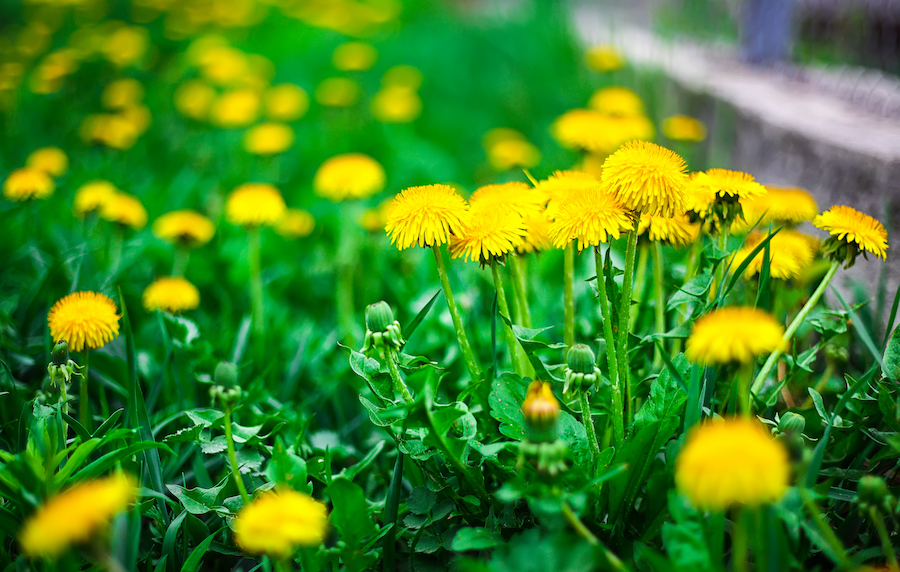 Présenter des fleurs comestibles dans notre assiette
