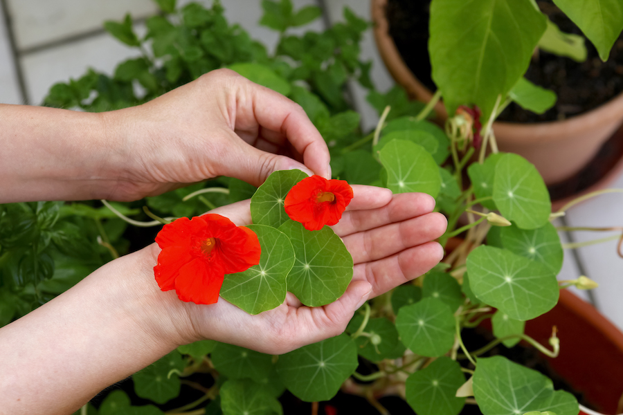 Présenter des fleurs comestibles dans notre assiette
