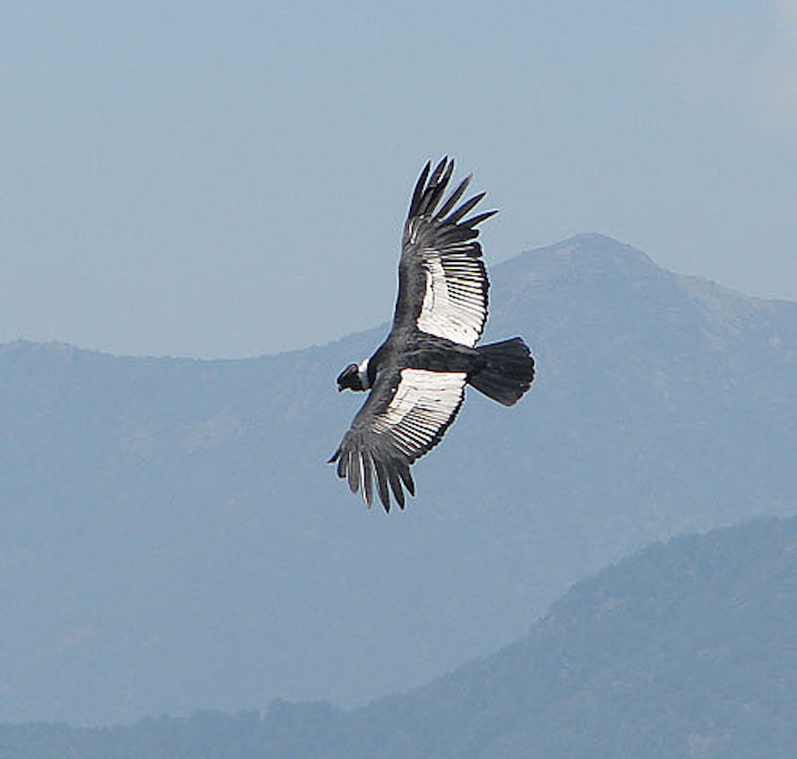 Un Condor des Andes en réhabilitation met en évidence les défis de la conservation des espèces sauvages
