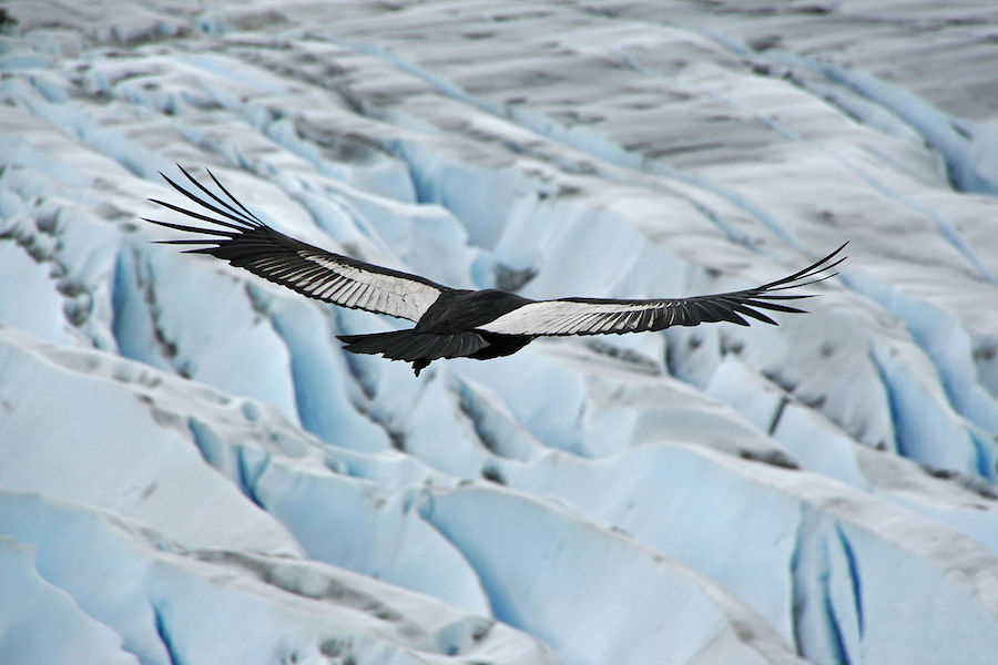 Un Condor des Andes en réhabilitation met en évidence les défis de la conservation des espèces sauvages