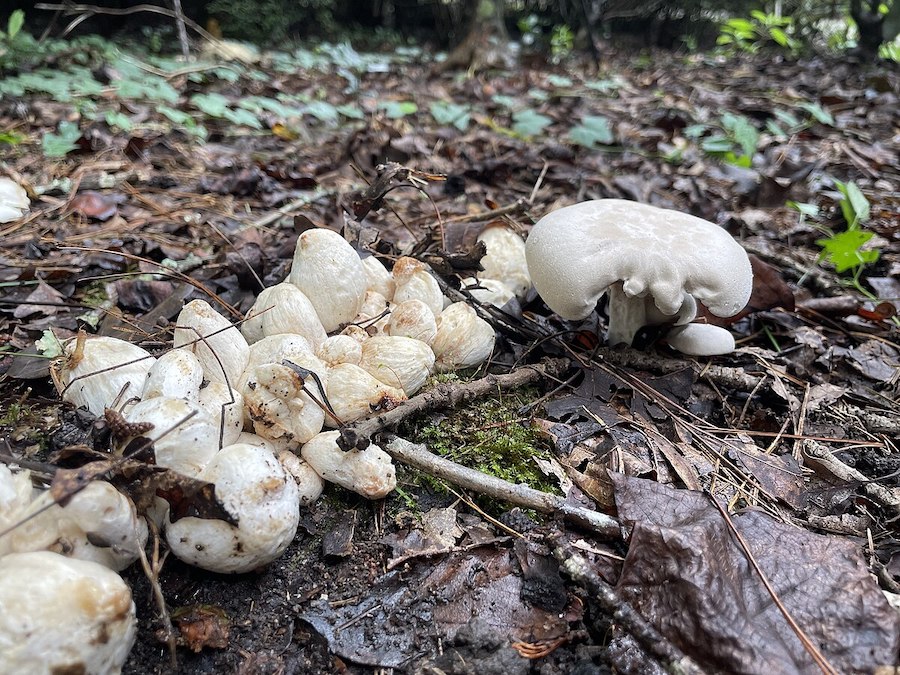 Entoloma abortivum ou crevette des bois : un champignon mystérieux au potentiel inexploité