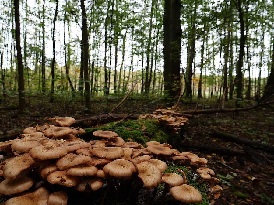 Entoloma abortivum ou crevette des bois : un champignon mystérieux au potentiel inexploité
