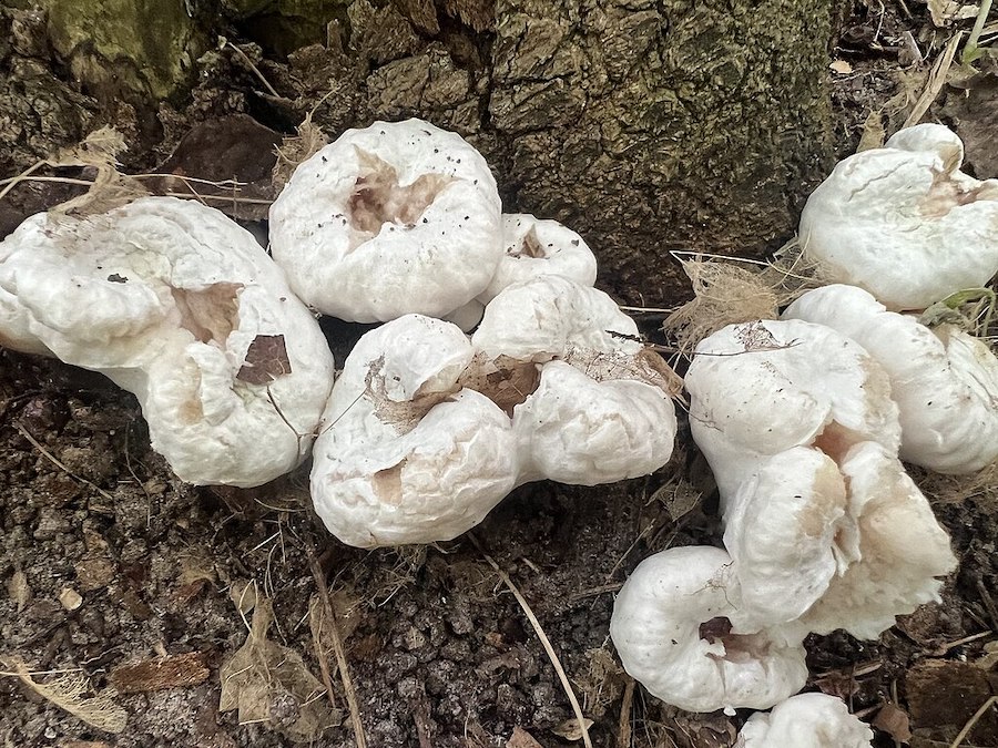 Entoloma abortivum ou crevette des bois : un champignon mystérieux au potentiel inexploité
