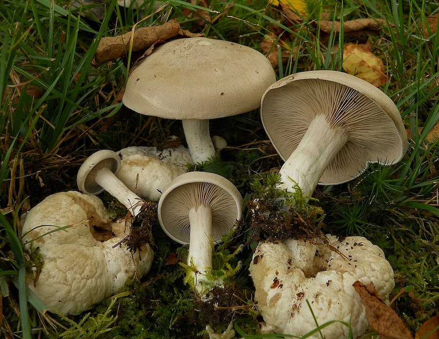 Entoloma abortivum ou crevette des bois : un champignon mystérieux au potentiel inexploité
