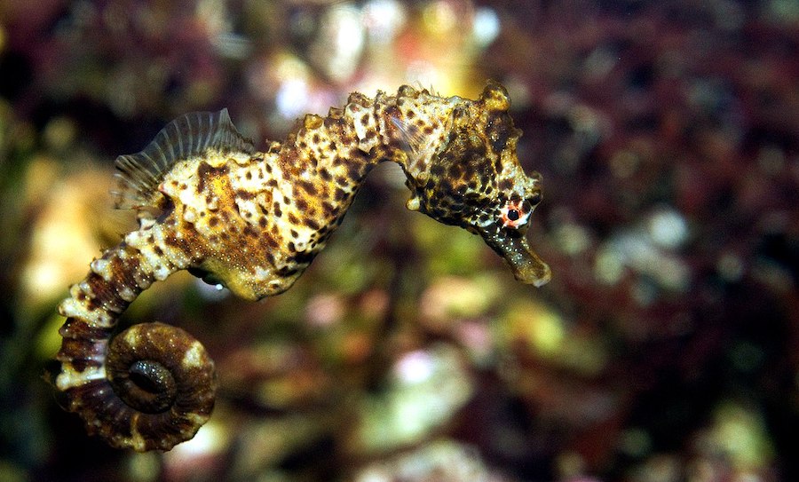 Qui est l’hippocampe, ce petit prodige de la nature aux allures chevaleresques