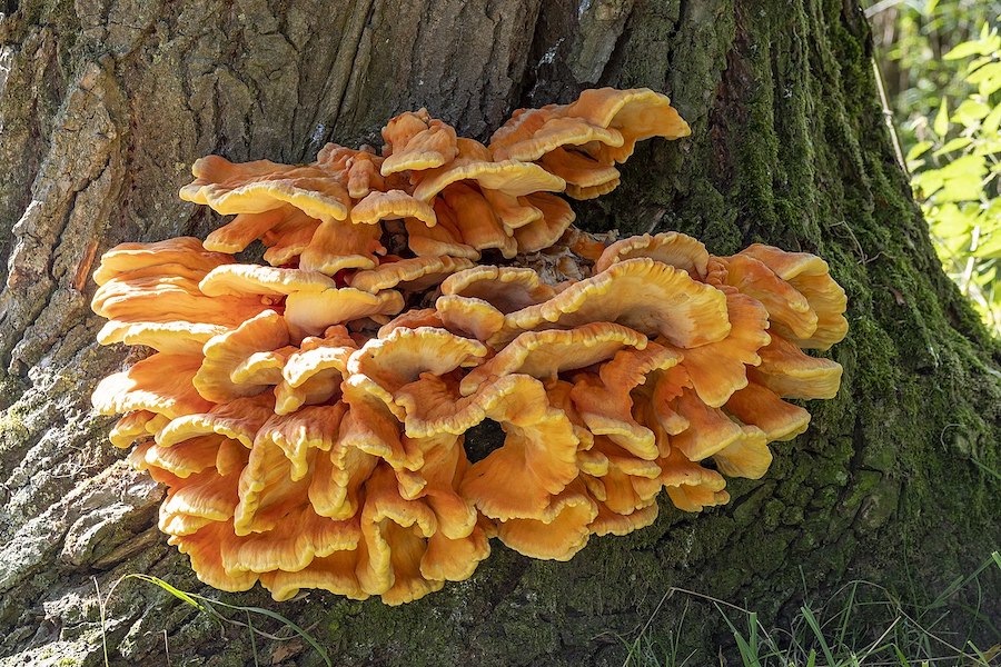 Septembre est le mois des champignons : célébrez-le avec une aventure fongique 
