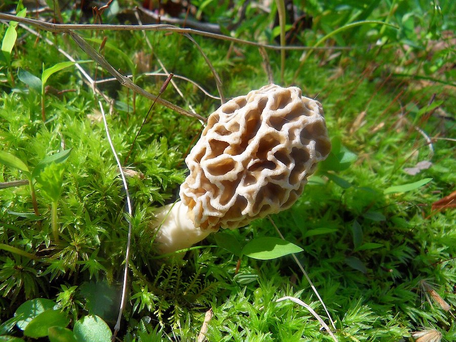 Septembre est le mois des champignons : célébrez-le avec une aventure fongique 
