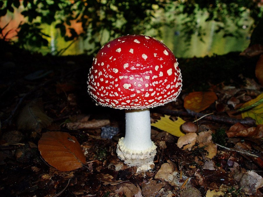 Septembre est le mois des champignons : célébrez-le avec une aventure fongique 
