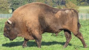 Le bison des bois européen : héros du changement climatique