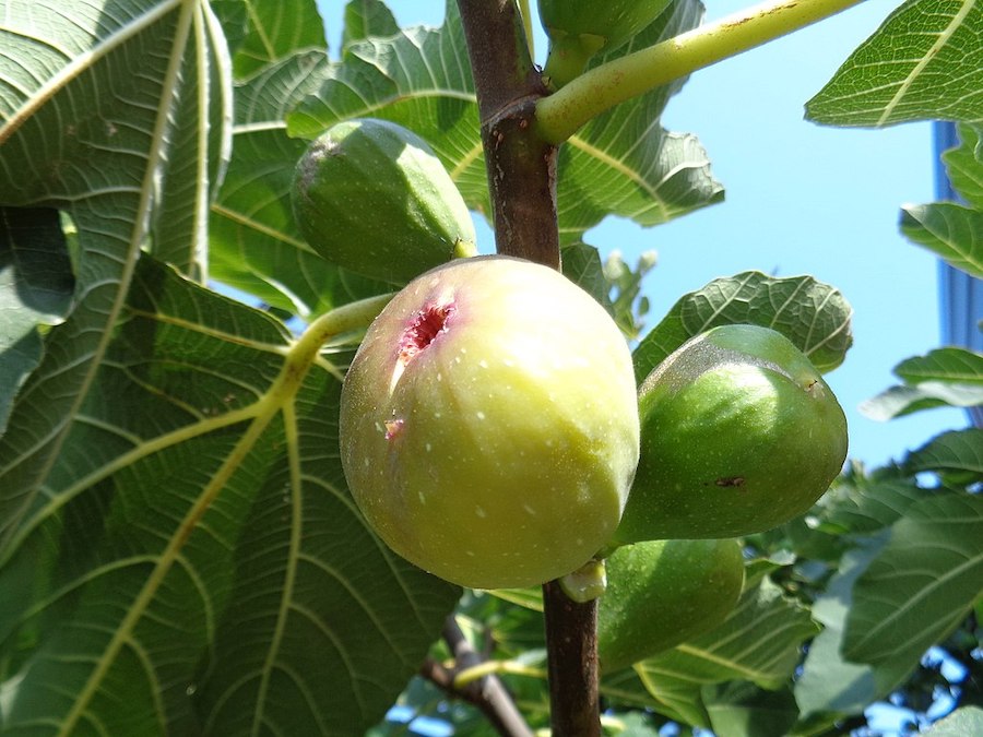 Plus de quarante aliments qui ne sont pas ce que vous pensez 
