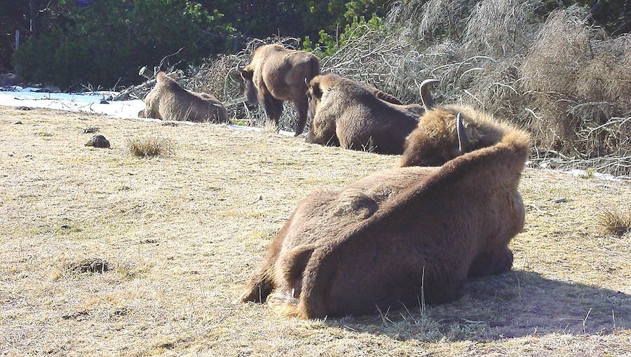 Le bison des bois européen : héros du changement climatique
