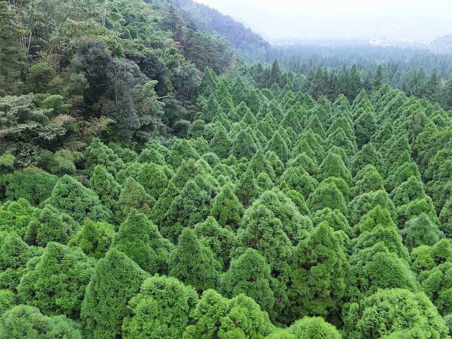 Un engagement intemporel en faveur des arbres et de l’environnement, héritage d’amour et de durabilité