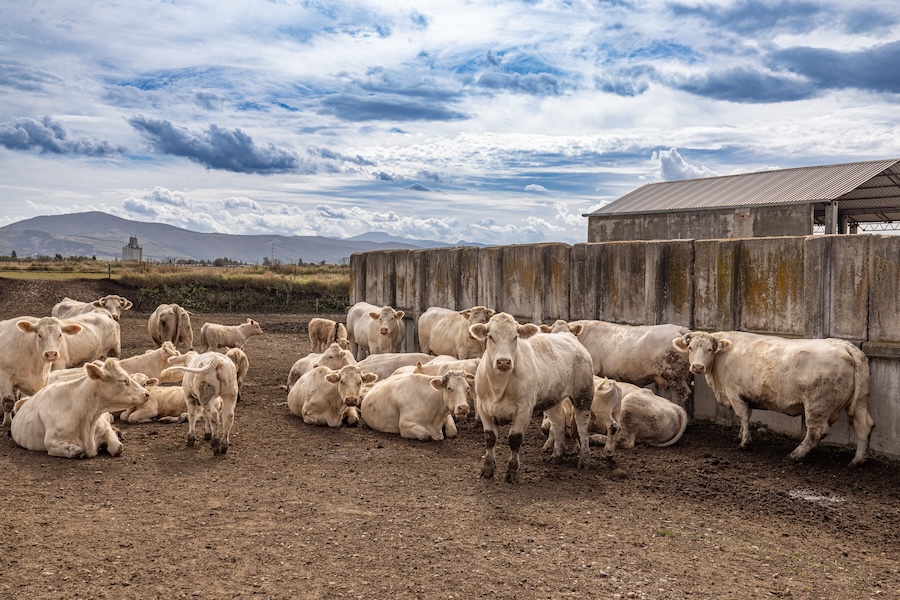 Mercosur : les agriculteurs soumis à une concurrence déloyale et à des contradictions toujours plus fortes
