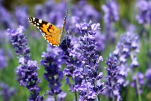 Les vertus des remèdes traditionnels, connaître et cultiver les plantes médicinales : la lavande