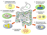 Est-il vrai qu’il y a plus de microbes que de cellules dans le corps humain