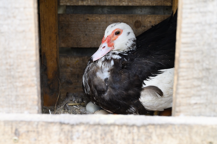 Œufs de cane salés : une tradition chinoise en matière de conservation
