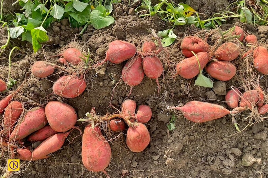 L’histoire de la patate douce : une bénédiction pour Taïwan