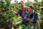 Ce qu’une histoire de pommes nous enseigne sur l’avenir de trois hommes