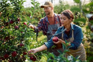 Ce qu’une histoire de pommes nous enseigne sur l’avenir de trois hommes