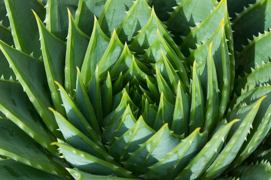 L’aloe vera : un remède topique essentiel pour tous les ménages