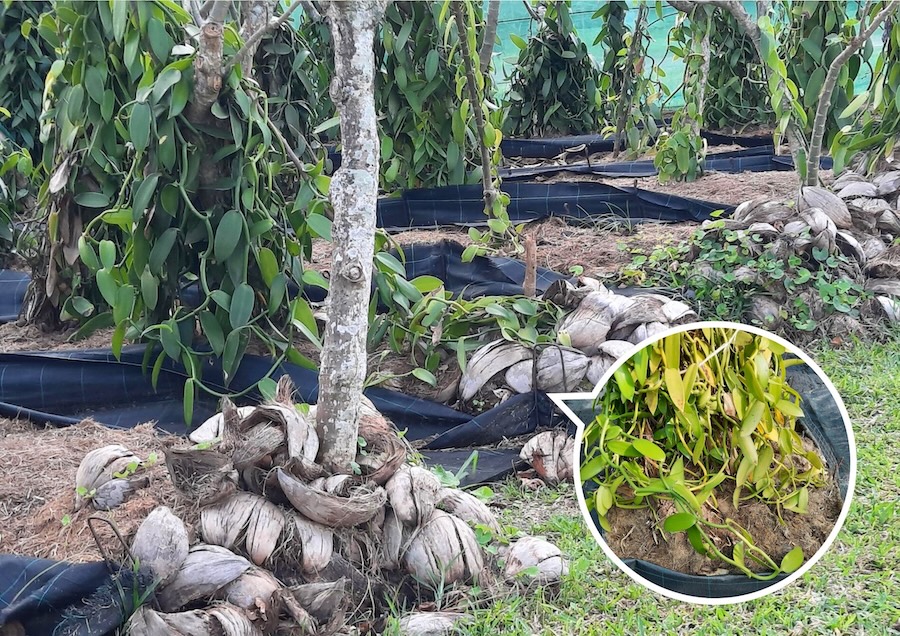 L’île de la Réunion : cultiver la patience avec la traditionnelle vanille Bourbon
