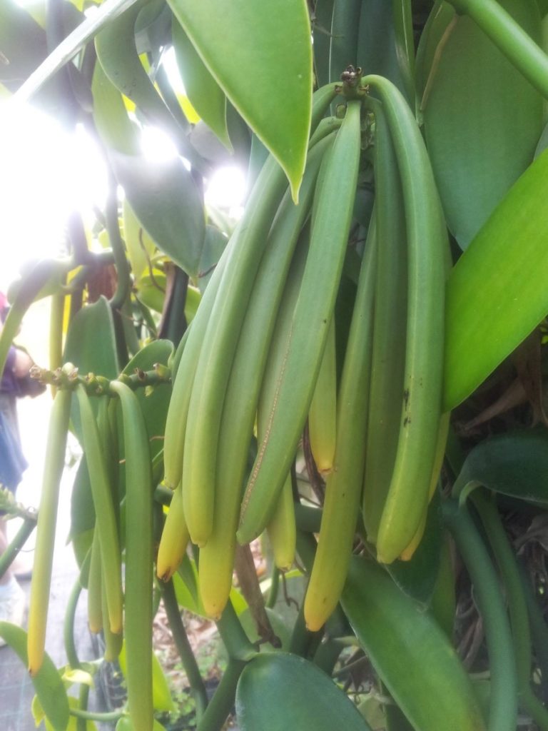 L’île de la Réunion : cultiver la patience avec la traditionnelle vanille Bourbon
