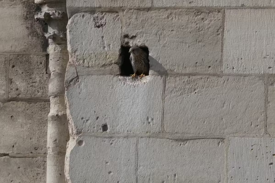 Notre-Dame de Paris : une reconstruction réussie, une restauration malmenée et l’environnement oublié 