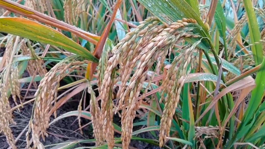 Comment le riz de Camargue a généré un écosystème exceptionnel entre Rhône et Méditerranée