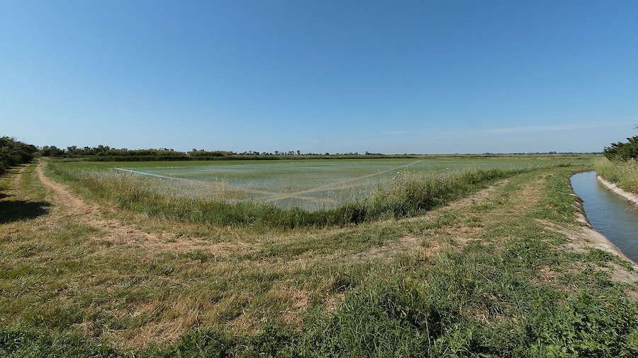 Comment le riz de Camargue a généré un écosystème exceptionnel entre Rhône et Méditerranée
