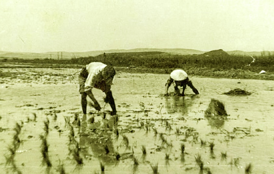 Comment le riz de Camargue a généré un écosystème exceptionnel entre Rhône et Méditerranée
