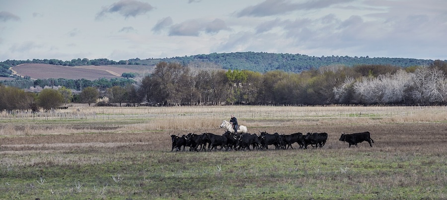 Comment le riz de Camargue a généré un écosystème exceptionnel entre Rhône et Méditerranée
