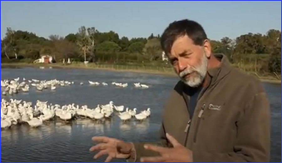 Comment le riz de Camargue a généré un écosystème exceptionnel entre Rhône et Méditerranée
