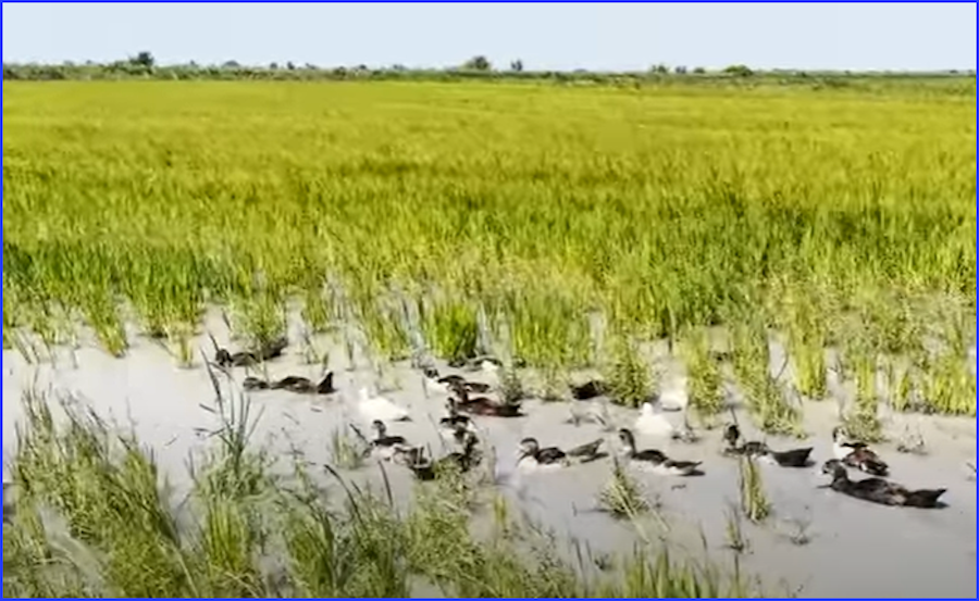 Comment le riz de Camargue a généré un écosystème exceptionnel entre Rhône et Méditerranée
