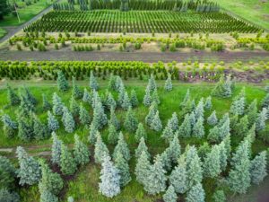 Chine : deux amis handicapés ont planté plus de dix mille arbres dans leur village