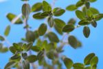 Les vertus des remèdes traditionnels, connaître et cultiver les plantes médicinales : la marjolaine