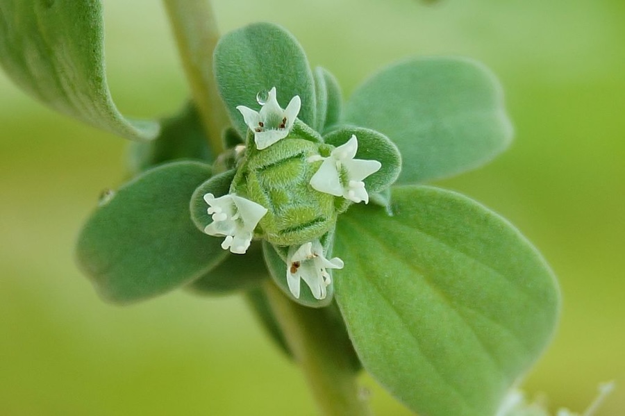 Les vertus des remèdes traditionnels, connaître et cultiver les plantes médicinales : la marjolaine