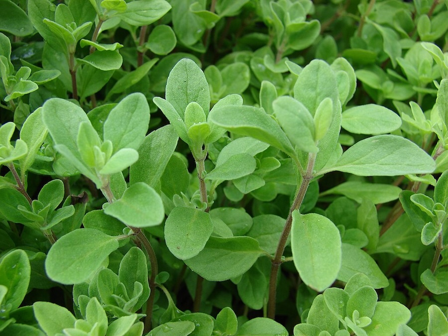 Les vertus des remèdes traditionnels, connaître et cultiver les plantes médicinales : la marjolaine