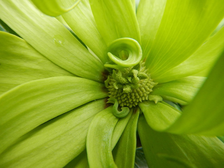 Ylang ylang : un cadeau de la nature pour la détente et le bien-être